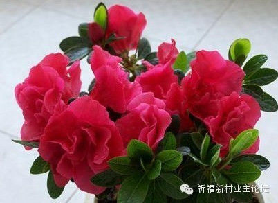 园艺师教你哪种花多久浇一次水 - 南山秀竹 - 南山文化园