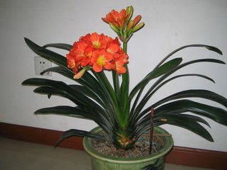 园艺师教你哪种花多久浇一次水 - 南山秀竹 - 南山文化园