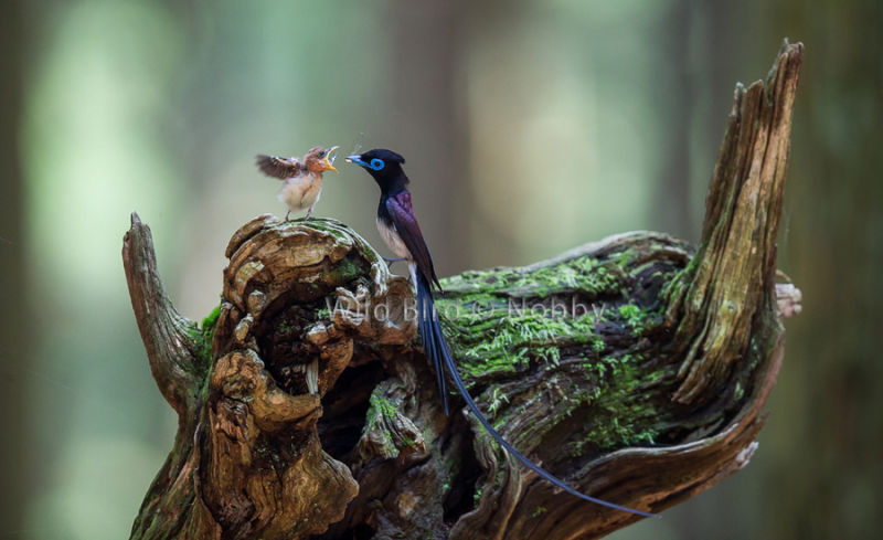 精彩野生动物摄影 领略自然的原始野性美动物们行动迅速，难以捕捉，拍摄机会稍纵即逝。而且野生动物具有一定的危险性，摄影师还要时刻担心自己的人身安全，拍到一张精彩的照片实属不易。 ...