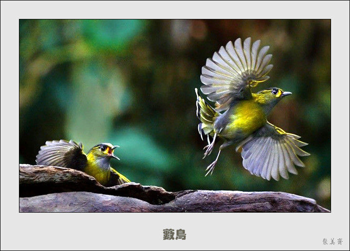 五十种漂亮的爱鸟！来认识一下吧！【美图共赏】 - 無為居士 - 聚美齋