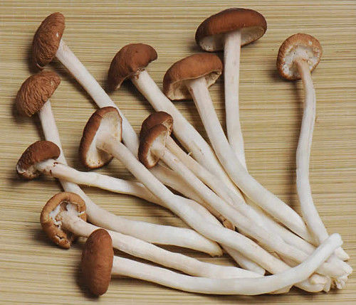 32种菌类的功效介绍 - 缘水禅心 - 