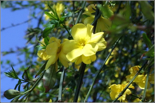 旺财旺家的28种植物，选一种吧！【植物风水】