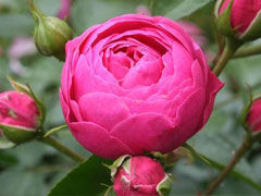 艾拉绒球(pomponella)