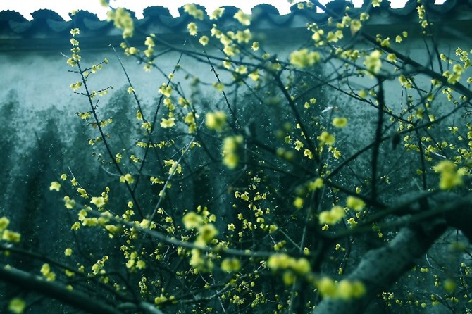 《梅花和雪竹》背景素材 - 彼岸桃花 - .