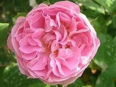 玛丽.罗斯（Mary Rose）