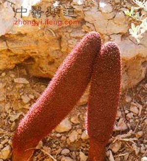 中医推荐：32种补肾食物