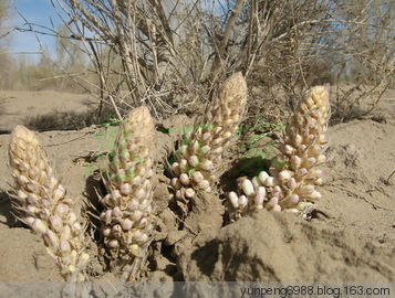 堪比人参的食物【组图】 - 云鹏润峰 - 云鹏潤峰
