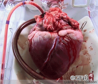 两服药治好心脏病 - 瀛子 - 瀛の小笺