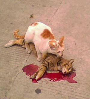 2011年08月28日 - 半妆女子 - 半妆女子