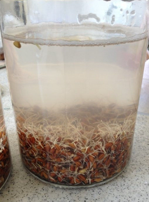 回春水的惊人功效和制作方法 - 新文明之光 - 新文明之光