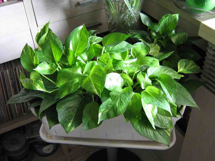 养花、养草、盆栽基础知识 - 美体、情感、博文精品 - 美体情感、心灵驿站