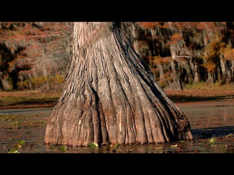 Rose【Caddo Lake】（4007） - Rose - Rose Yang的博客