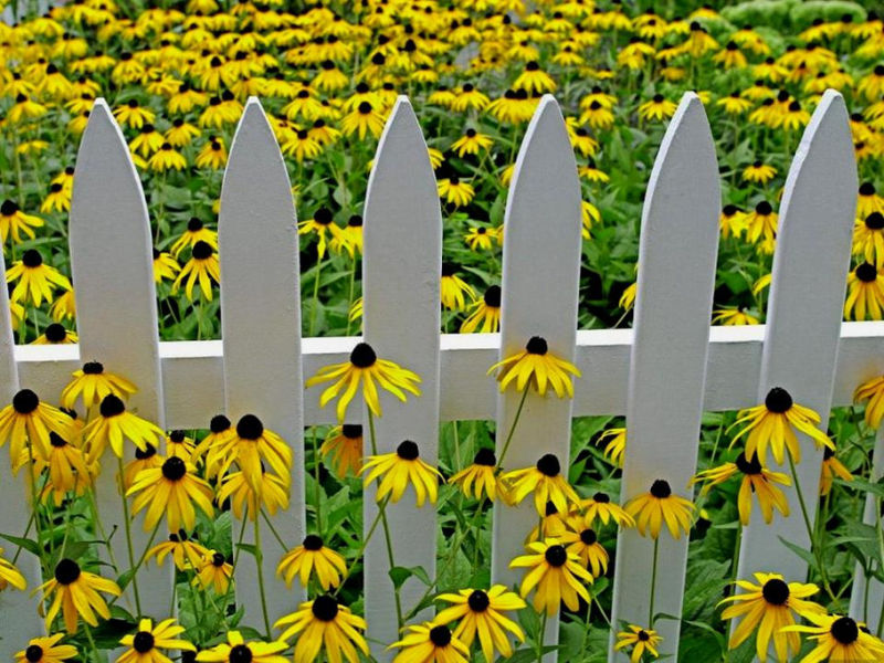 Rose【夏日花卉】（3490） - 