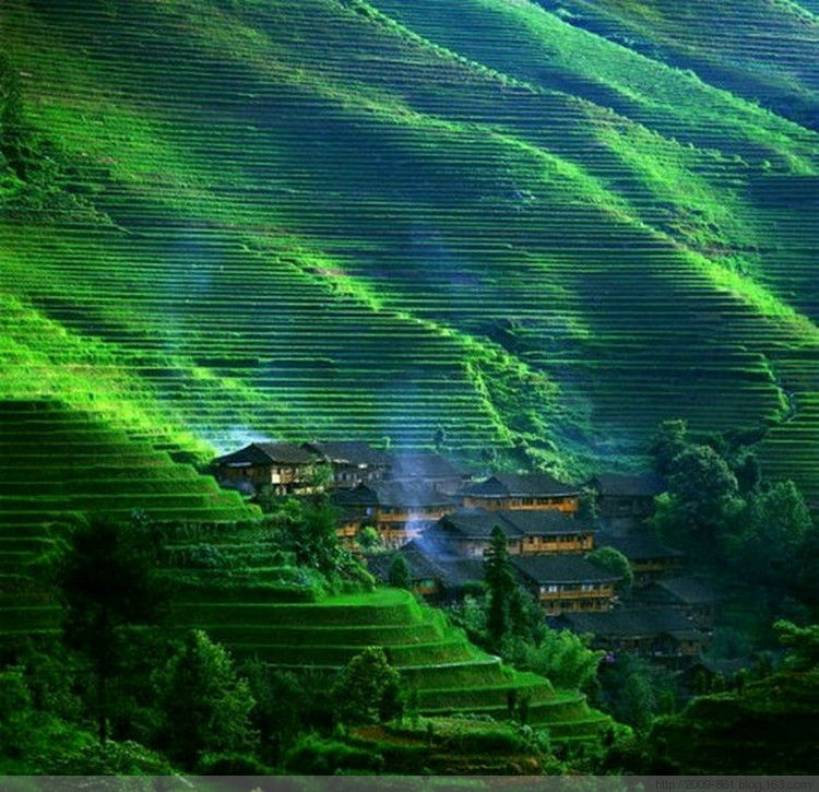 绿油油的～～太美了～～ - 宝贝梦 - 分享美丽·分享快乐·品味人生