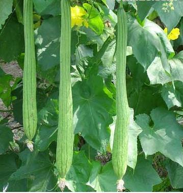 脑供血不足喝丝瓜叶茶 - 玉兔 - 玉兔的博客