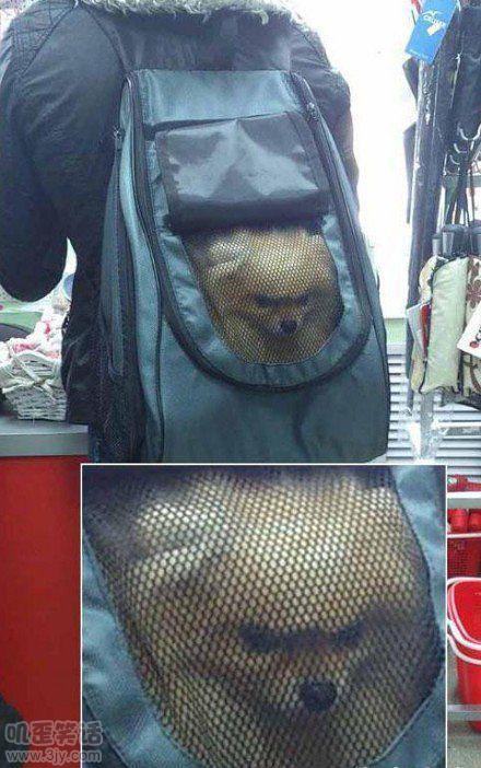 铲屎君伦家再也不喜欢你了呢