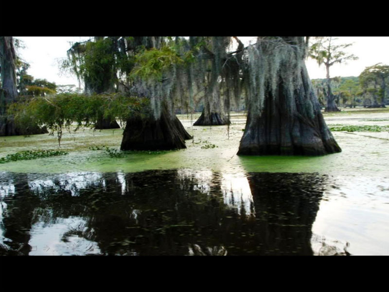 Rose【Caddo Lake】（4007） - Rose - Rose Yang的博客