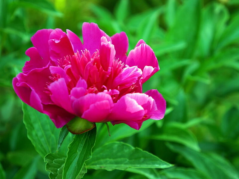 ╰※╮绚丽何尝逊花王◇缤纷芍药