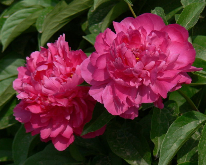 ╰※╮绚丽何尝逊花王◇缤纷芍药竞春光第2季╭※╯〖极品美图〗 - 军警草原狼 - 军警草原狼音画家园（壹）