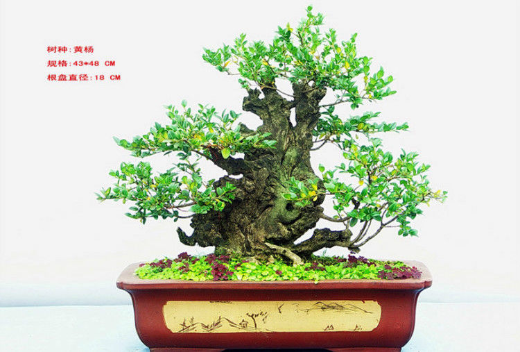 盆景—黄 - - .