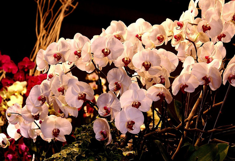 台湾国际兰展欣赏 - 弇山 - 弇山