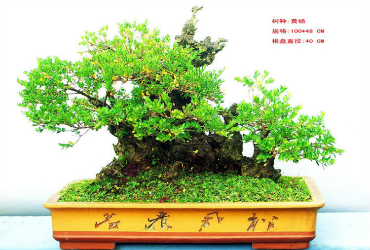 盆景—黄 -- .