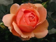 人间天堂（Heaven on Earth