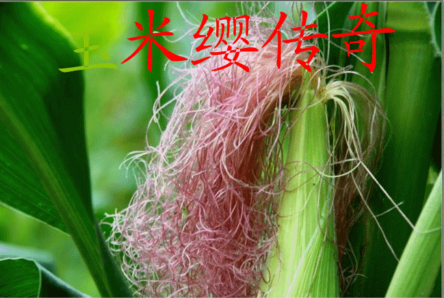 玉米缨传奇，煮水喝治好了肾衰歇 - 安妮的博客 - 安妮的博客