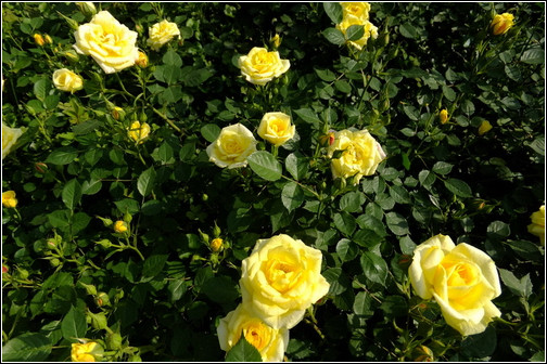 旺财旺家的28种植物，选一种吧！【植物风水】