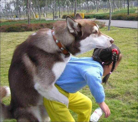 告诉你 “男不养猫、女不养狗” 的秘密  文/阿林 - 阿林 - alin2006721的博客