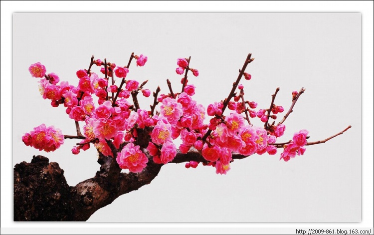 描写“梅”的诗句大全（唯美诗画） - 宝贝梦 - 享受人生