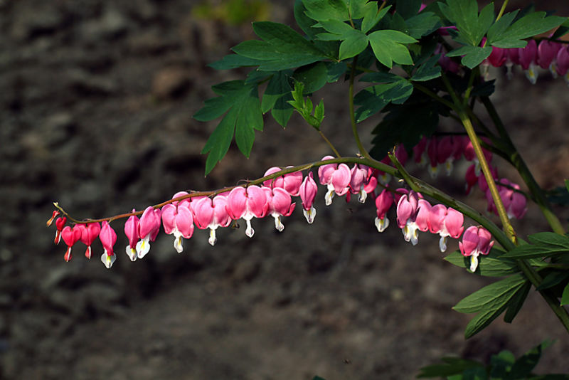（原创摄影）荷包牡丹 - 竹影荷语 - 竹影荷语