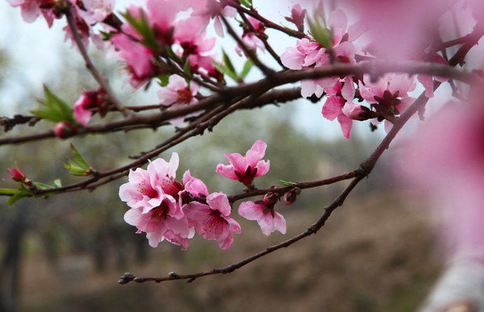 桃花艳艳开 春色滚滚来！【唯美组图】 - 纳兰容若 - 纳兰容若