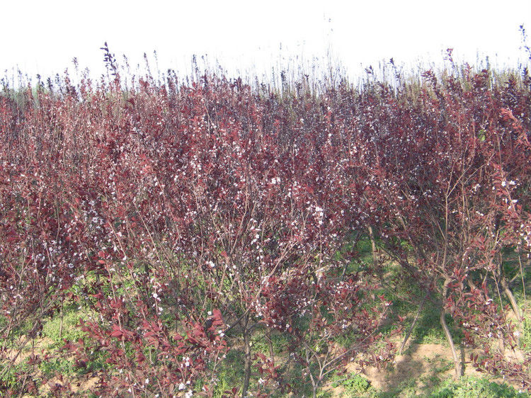 全国仅存的人民公社 无一人外出打工【图】 - 美体、情感、博文精品 - 美体情感、心灵驿站