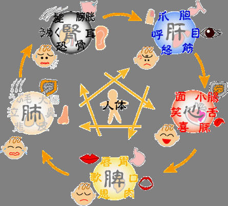 五行经络图加实作，值得收藏！ - 吝色鬼 - 吝色鬼 的博客