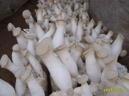 32种菌类的功效介绍 - 缘水禅心 - 