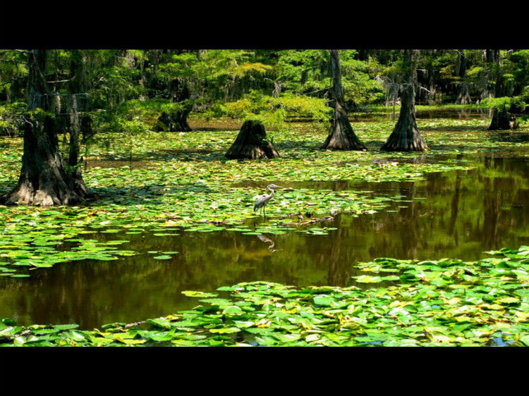 Rose【Caddo Lake】（4007） - Rose - Rose Yang的博客