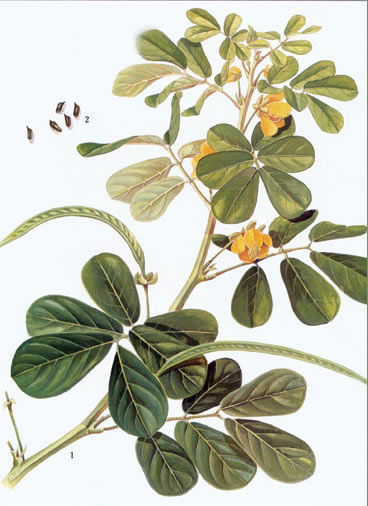 [转载]解开女人不老用药的秘密鈥斺斖嘉牟⒚