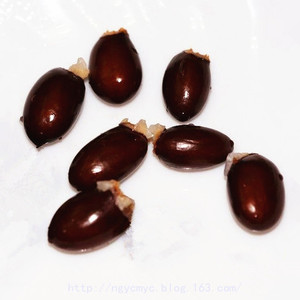 告别洗肾透析的秘方  传出去功德无量 - ngycmyc - ngycmyc的博客