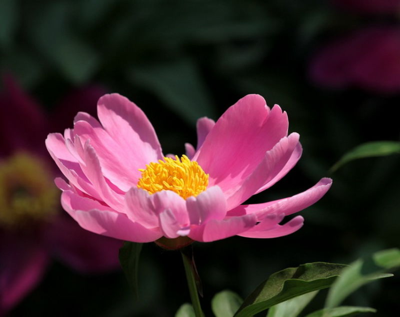 ╰※╮绚丽何尝逊花王◇缤纷芍药竞