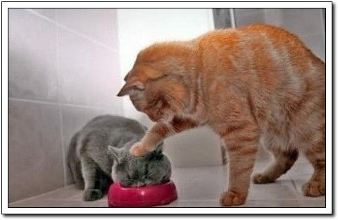 周末要轻松！【幽默图片50P】 - 無為居士 - 聚美齋