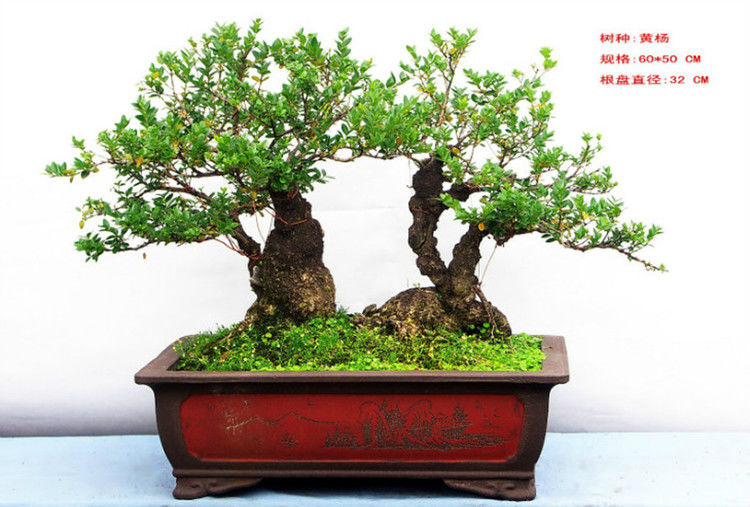 盆景—黄 - .