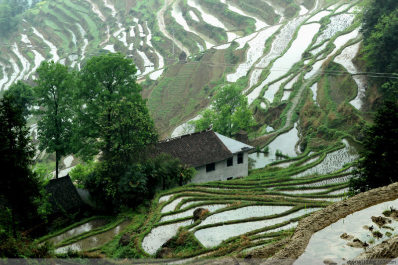 紫鹊界——冷风凄雨中的梯田 - 酉水人 - 酉水人