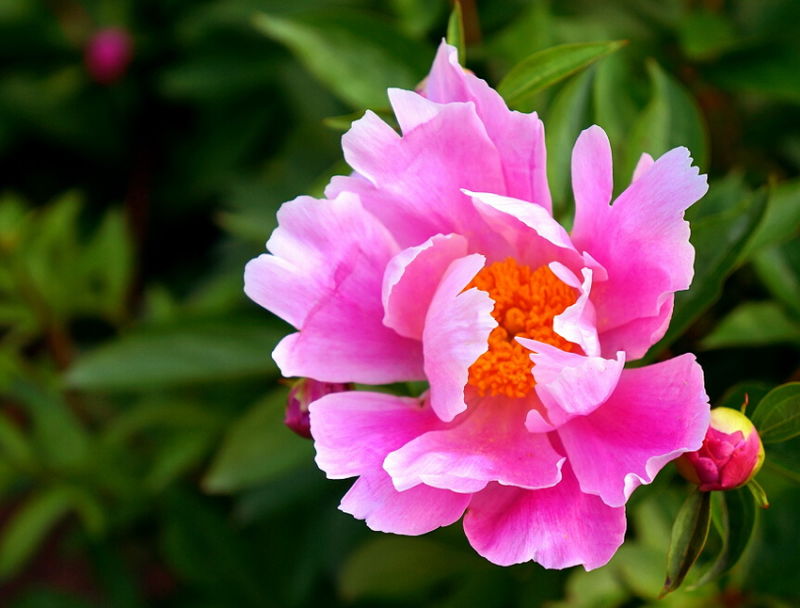 ╰※╮绚丽何尝逊花王◇缤纷芍药竞