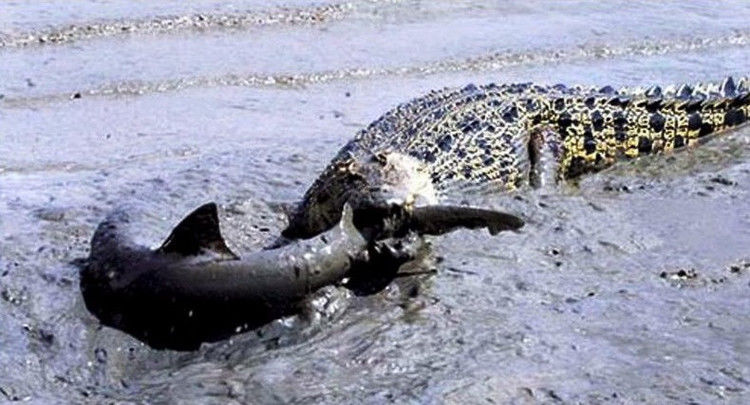 鳄鱼残暴的行凶瞬间 - 月  月 - 阳光月月《万网搜索》