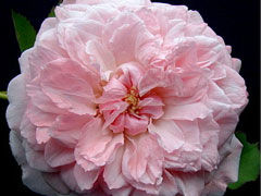 奥尔索拉斯皮诺拉(Orsola Sp