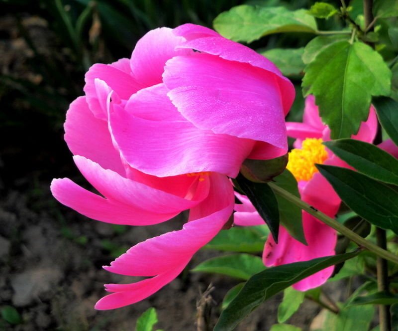 ╰※╮绚丽何尝逊花王◇缤纷芍药