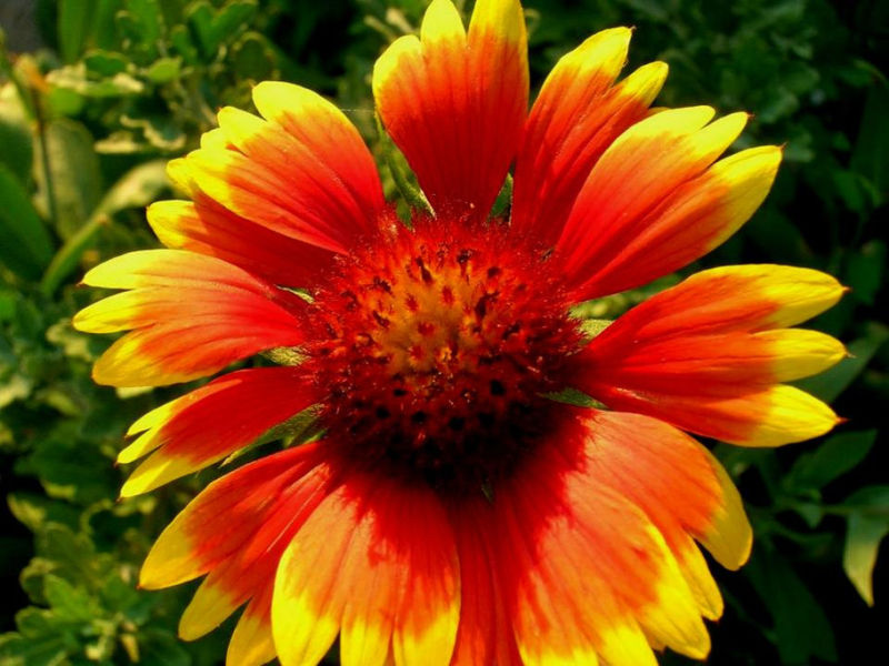 Rose【夏日花卉】