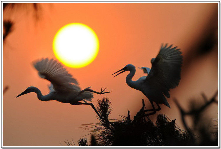 痴观白鹭弄清姿！【唯美组图】 - 無為居士 - 聚美齋