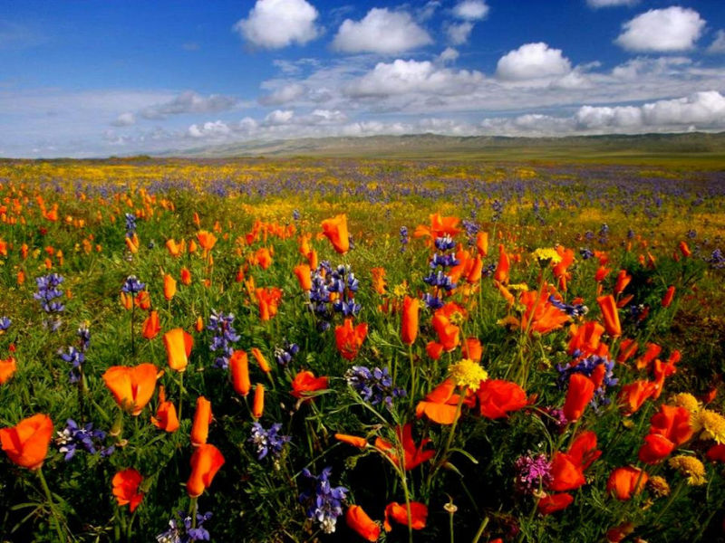 Rose【夏日花卉】